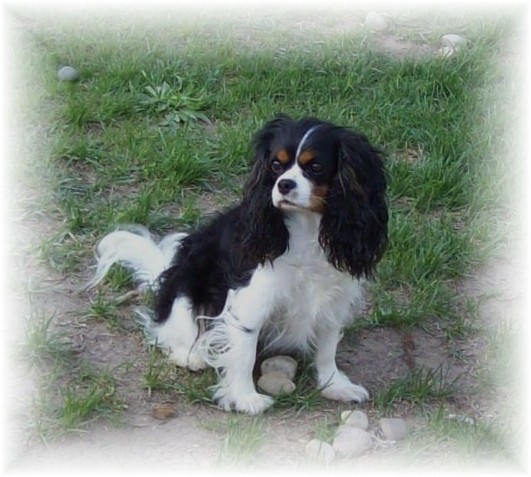 zh~zodiac's first kiss cavalier king charles spaniel
