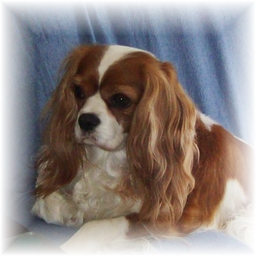 Cavalier King Charles Spaniel Blenheim Our Keebler