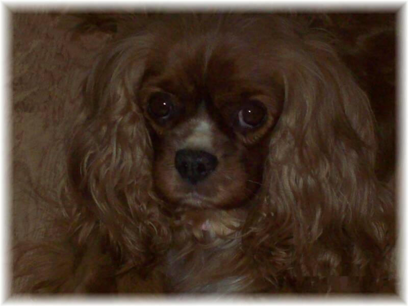 Ch Eddy Entertainer of Fairytale Forest