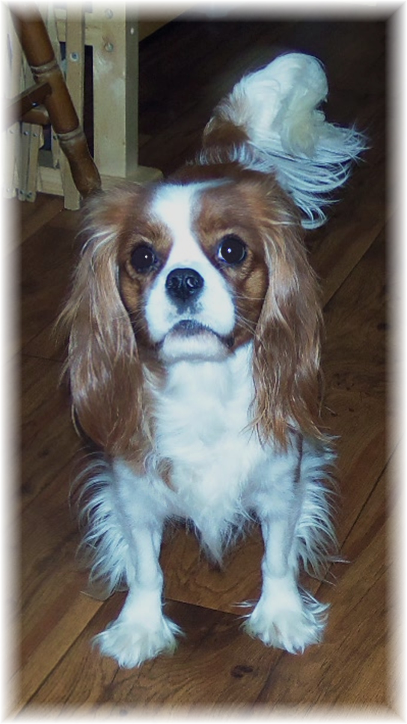 Dogs For Sale Kalamazoo Michigan - ak9zlxo