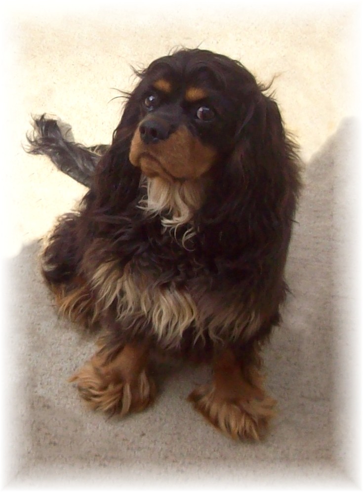 Michigan Black and Tan Cavalier King Charles Spaniels