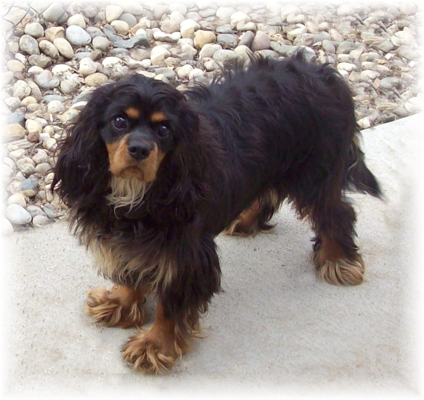 Black and Tan cavalier king charles spaniels