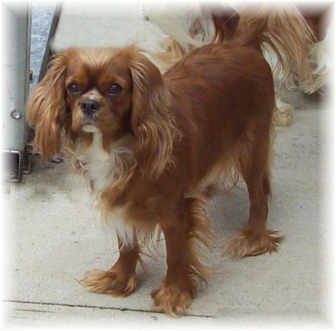 fairytale forest cavalier king charles spaniel