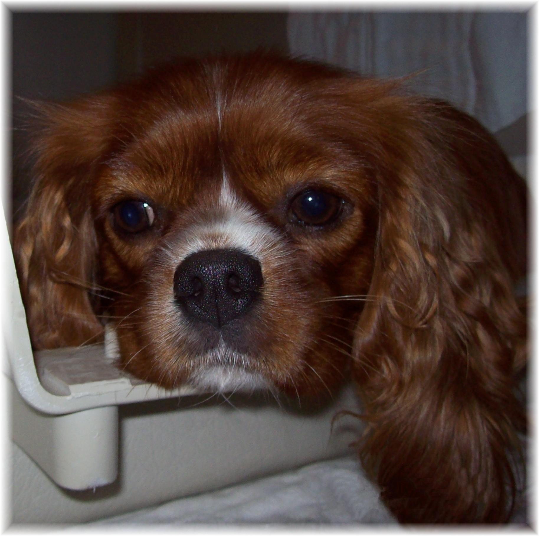 ruby cavalier king charles spaniel from now until forever at zh~zodiac