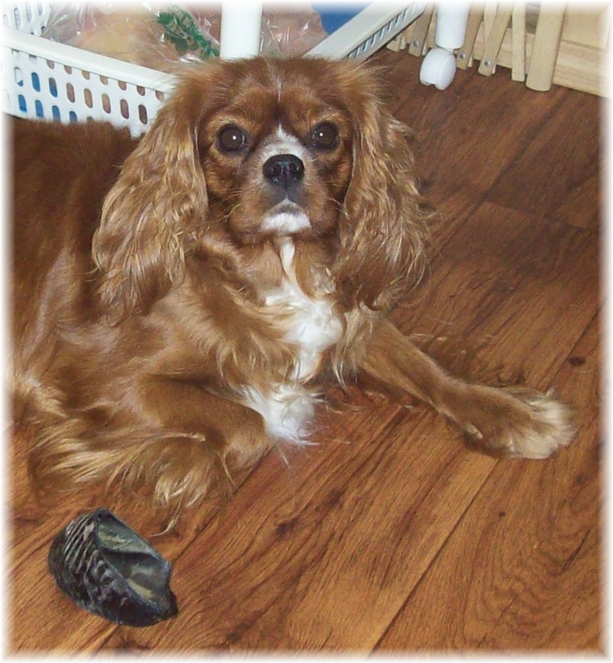 Ruby cavalier king charles spaniel our juno