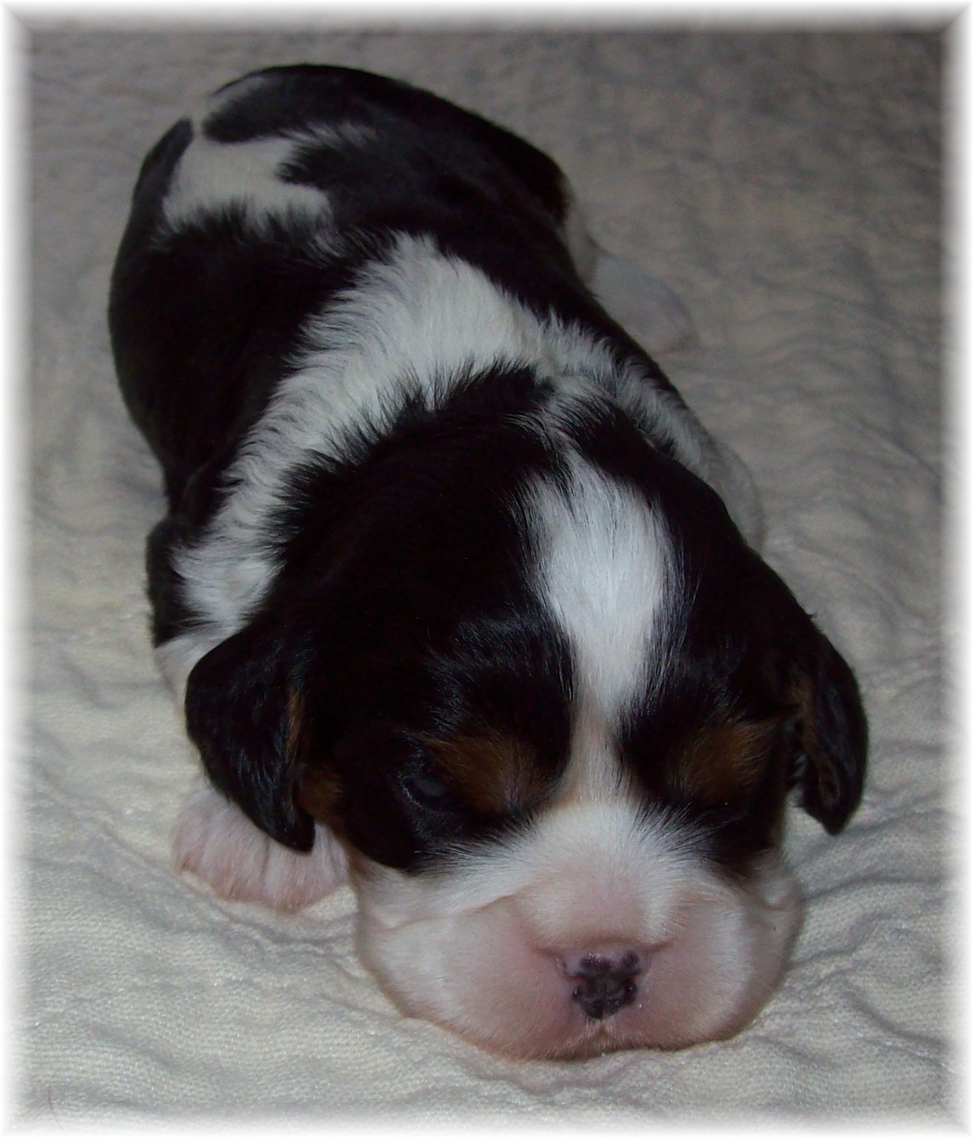 Michigan Cavalier King Charles Spaniel Puppy