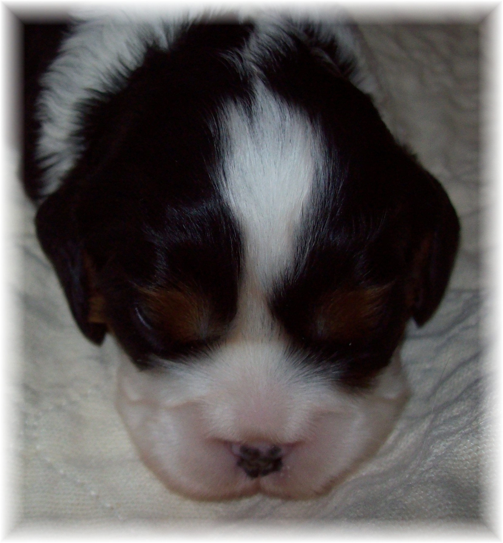 Cavalier King Charles Spaniel tri puppies