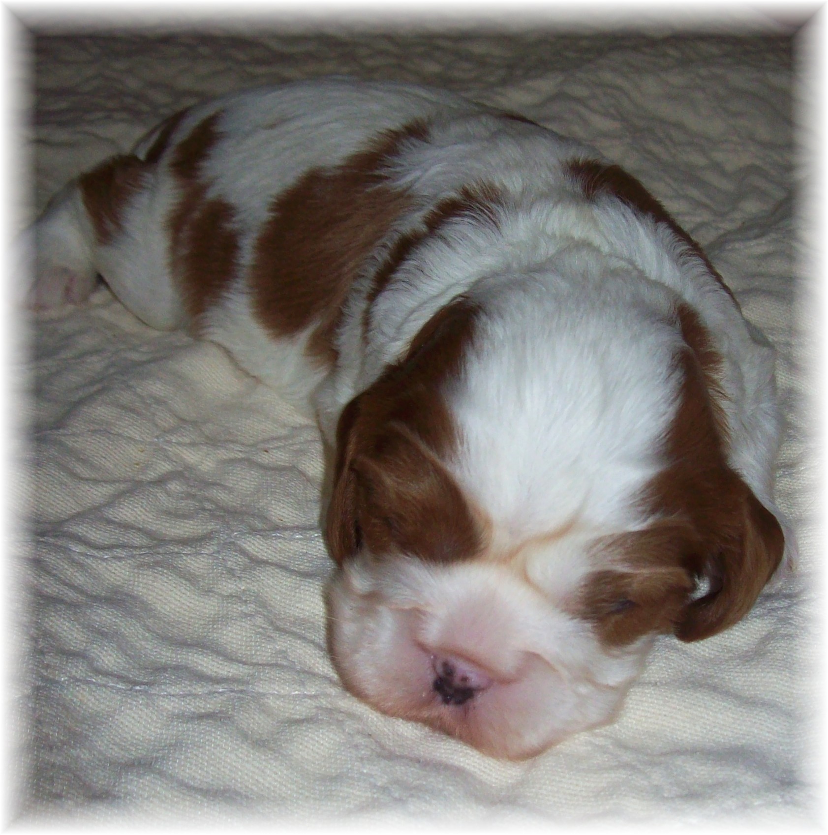 King Charles Cavalier blenheims