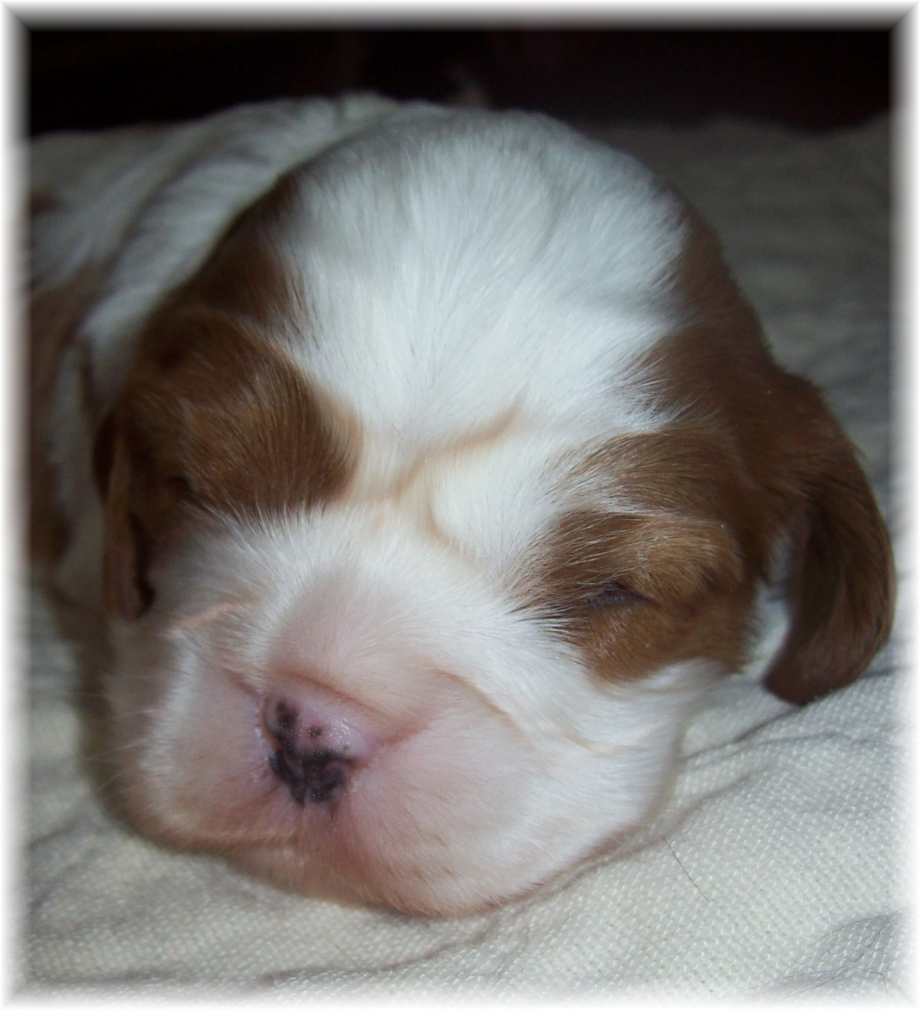 King Charles Cavalier blenheim puppy