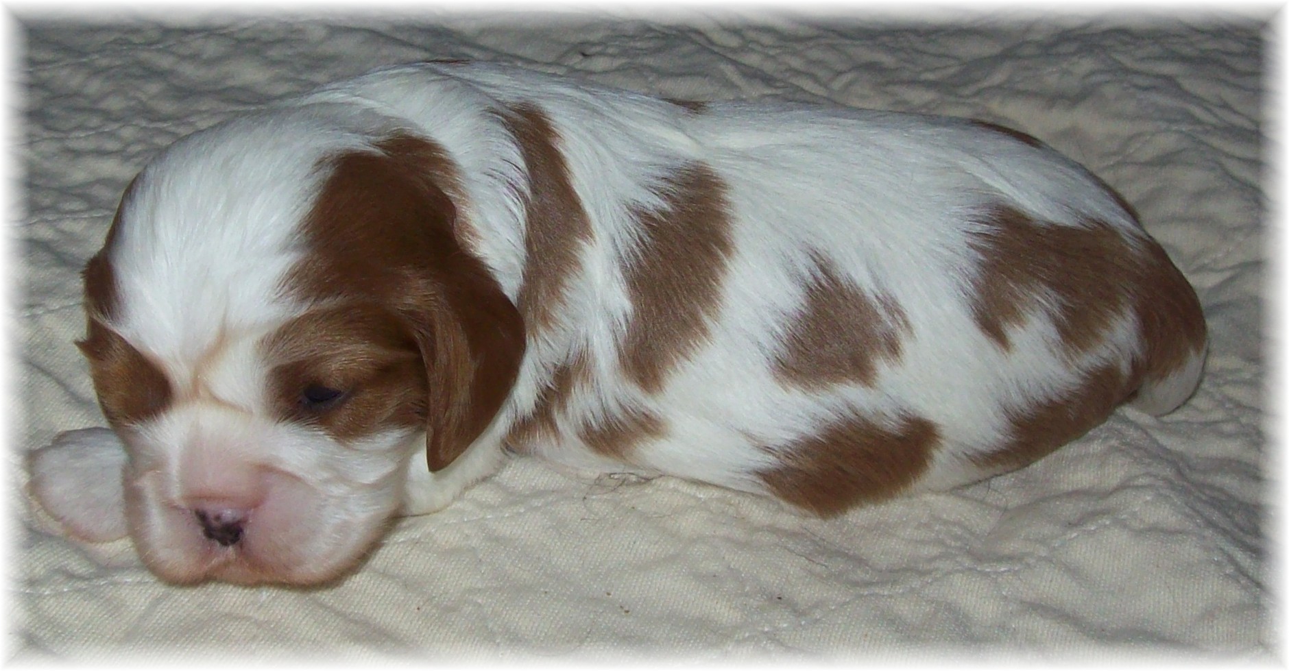 Cavalier King Charles Spaniel blenheim puppies