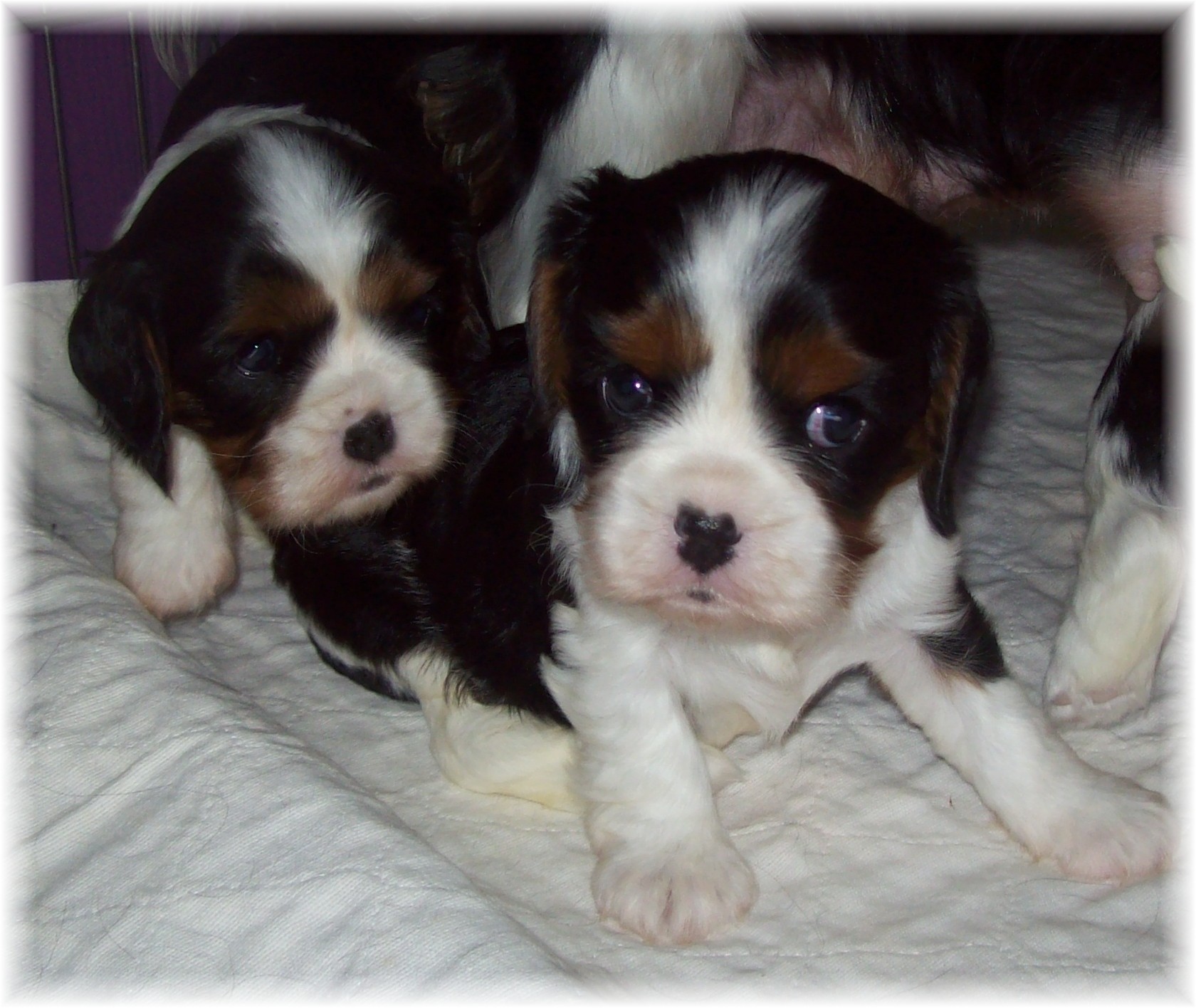 Cavalier King Charles Spaniel tri females 