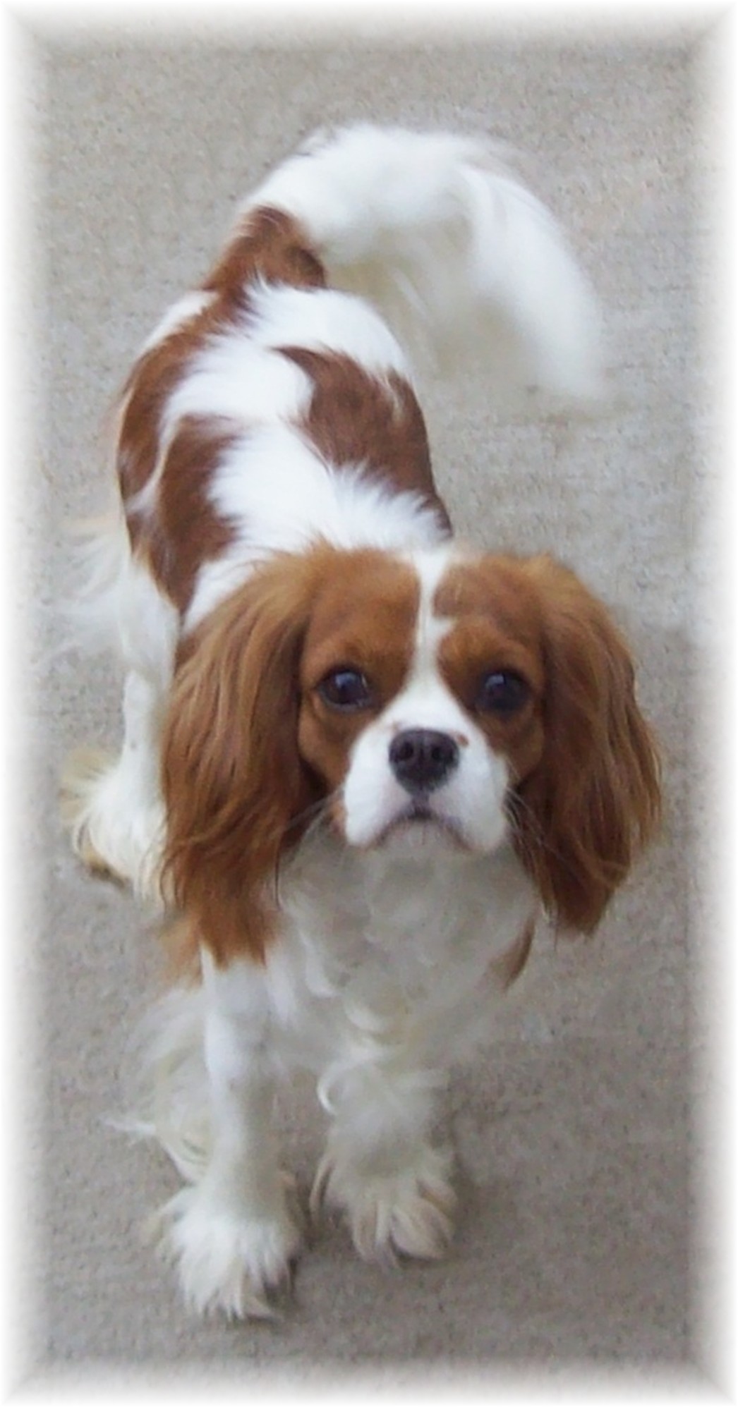 blenheim cavalier king charles spaniel marley