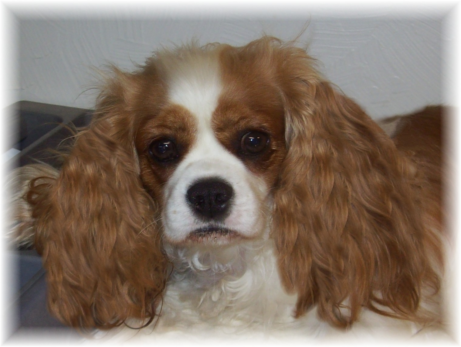Mercy May cavalier king charles spaniel