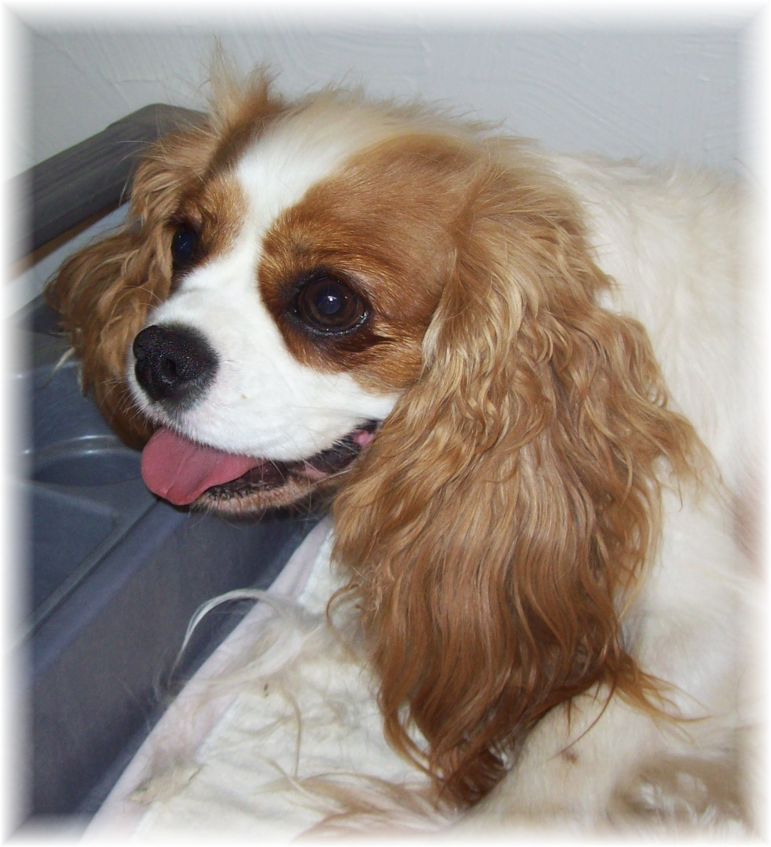 Dogs For Sale Kalamazoo Michigan - x32vblq