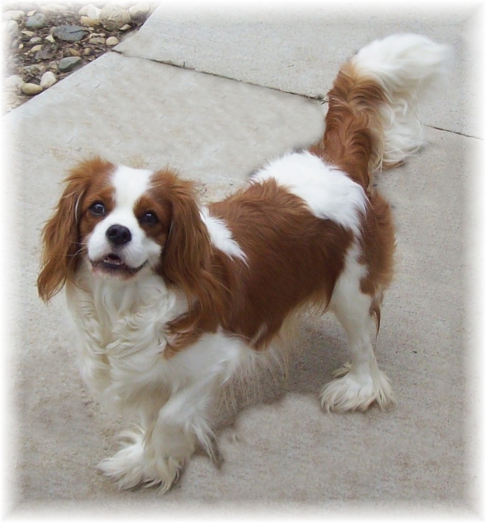 Cavalier king charles spaniel blenheim female