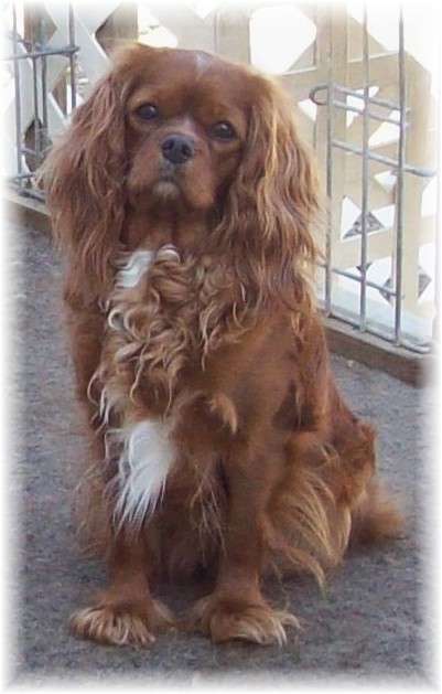 clopsville cavalier king charles spaniel piper