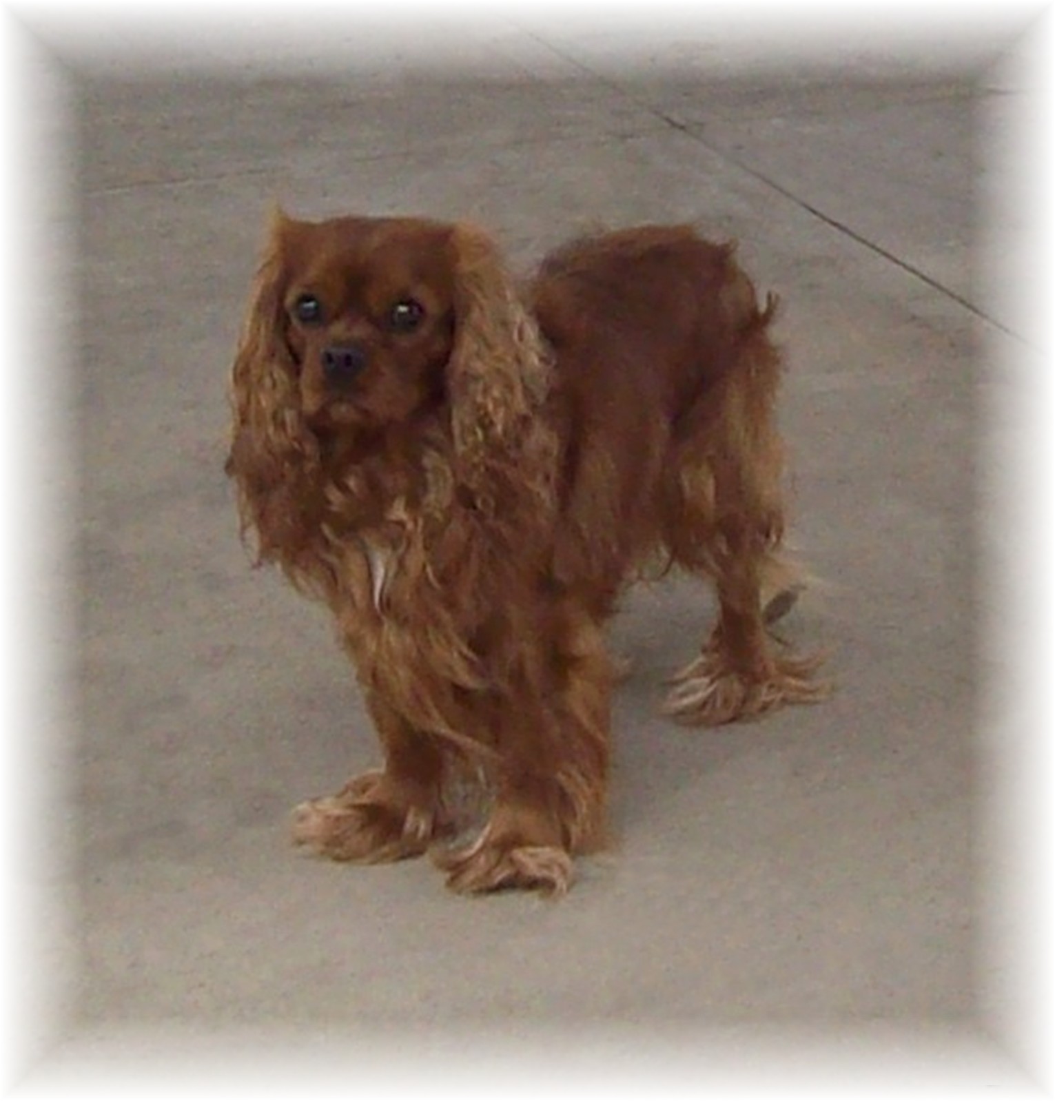 Ruby cavalier king charles spaniels