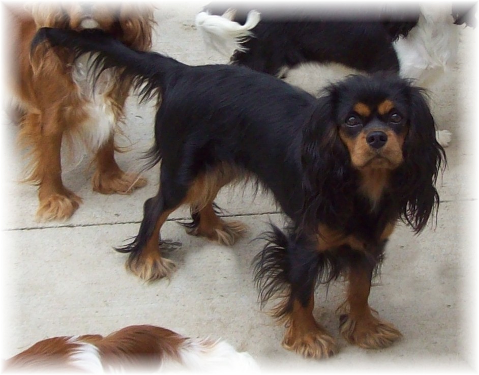 zh~zodiac voodoo black magic cavalier king charles spaniel
