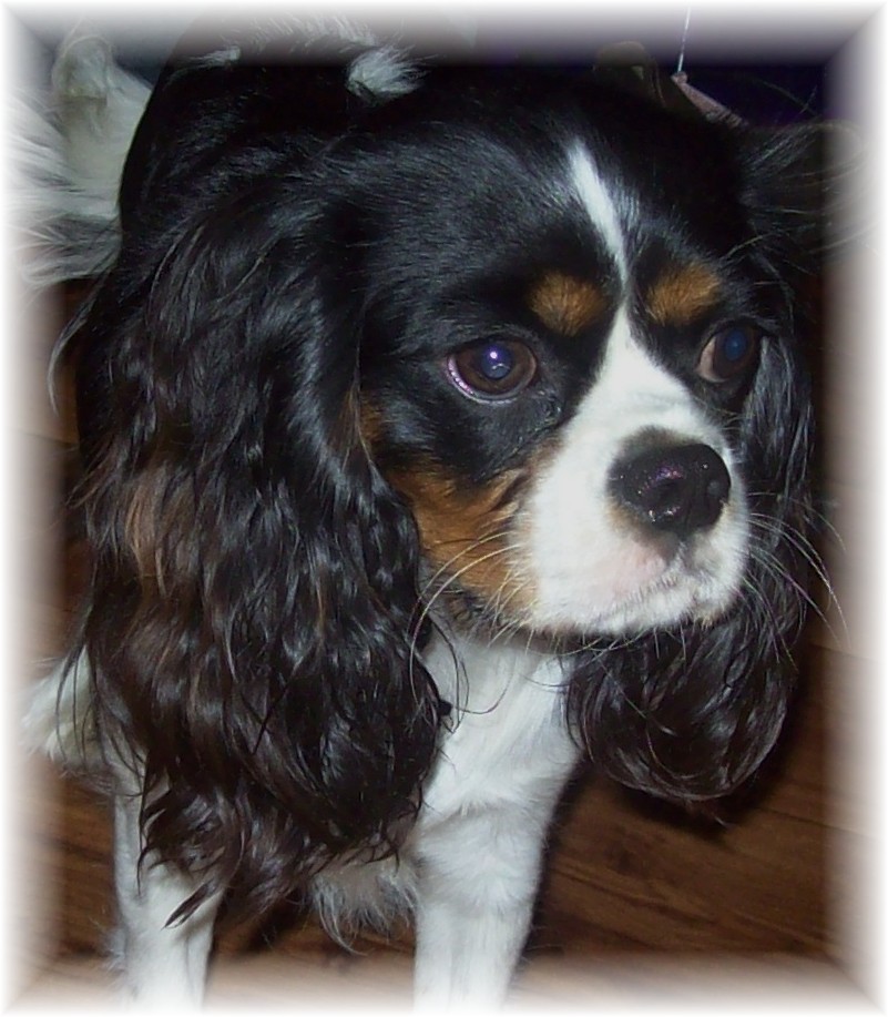 Sunday Rose cavaler king charles spaniel