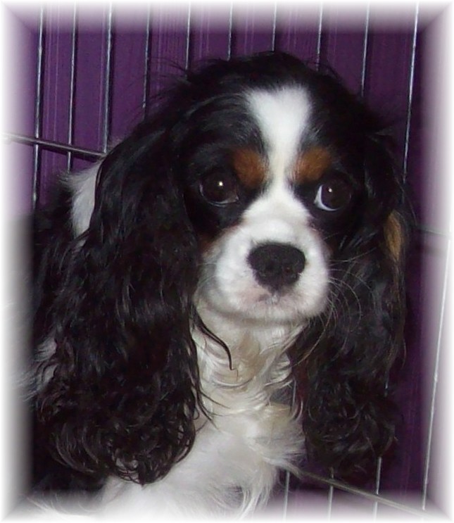 peakdown aiden grandaughter cavalier king charles spaniel