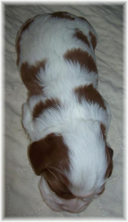 Cavalier King Charles Spaniel blenheim males