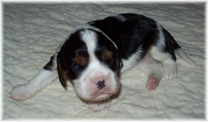 ZH~Zodiac's First Kiss tri male in Michigan